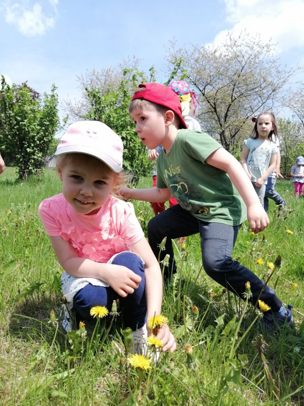 W poszukiwaniu mniszka lekarskiego - zdjęcie 14